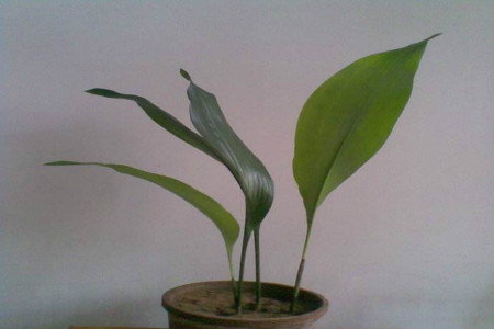 一叶兰施肥用什么肥料