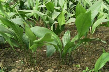 一叶兰施肥用什么肥料