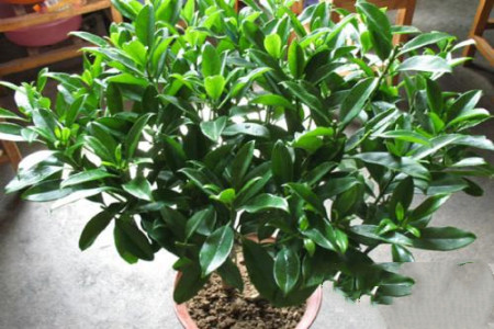 非洲茉莉怎么过冬