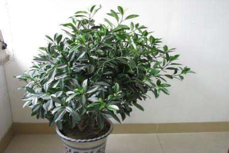 非洲茉莉怎么过冬