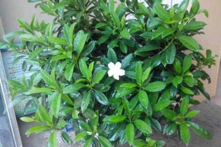 非洲茉莉怎么过冬