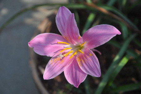 风雨兰怎么过冬