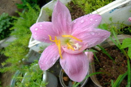 风雨兰怎么过冬