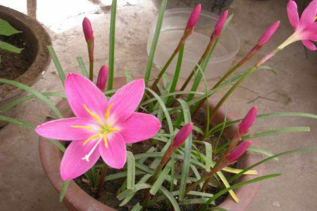 风雨兰怎么过冬