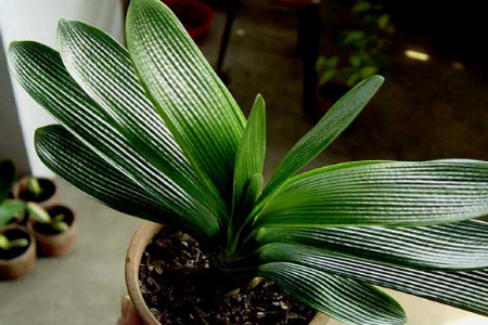 君子兰怎么过冬