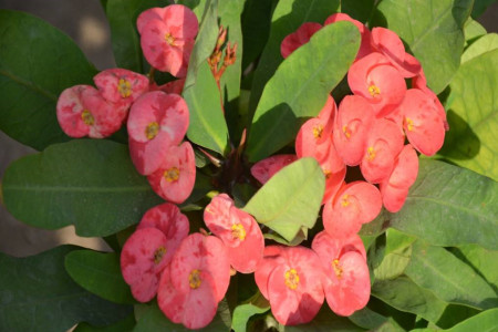 虎刺梅怎么过冬