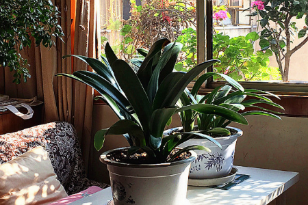 君子兰怎么过冬