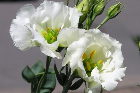 洋桔梗怎么过冬