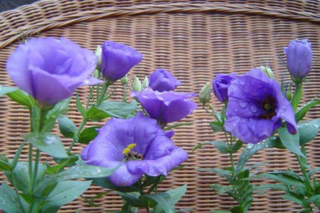 洋桔梗怎么过冬