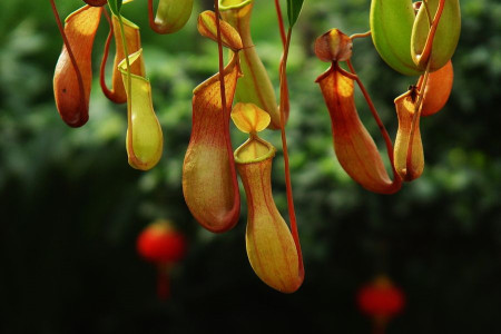 猪笼草怎么过冬