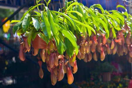 猪笼草怎么过冬