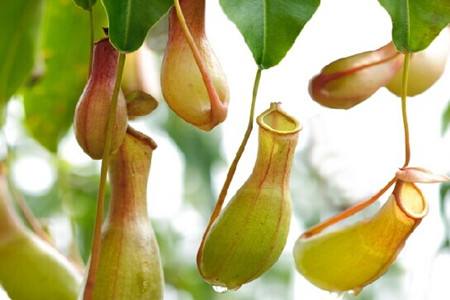 猪笼草怎么过冬