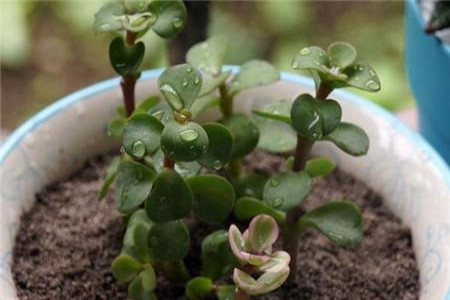 金枝玉叶怎么过冬