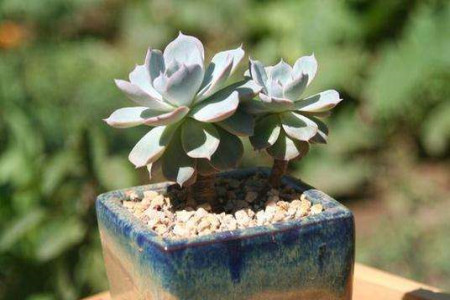 蓝石莲怎么过冬