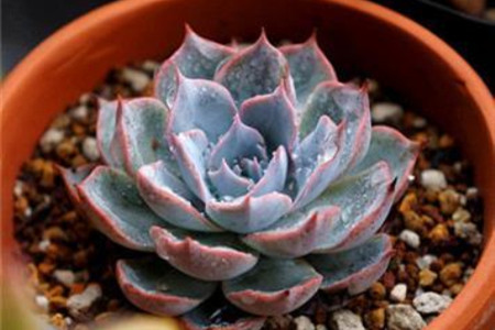 蓝石莲怎么过冬