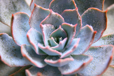 蓝石莲怎么过冬