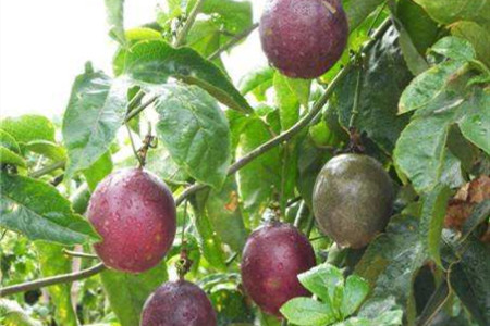 百香果怎么过冬