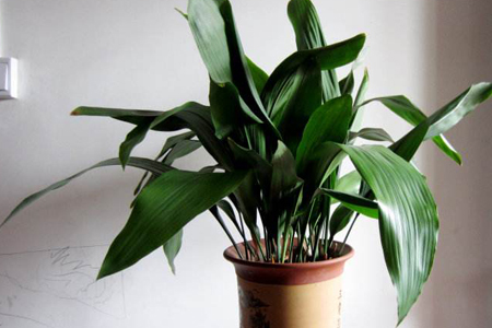 怎么养殖一叶兰