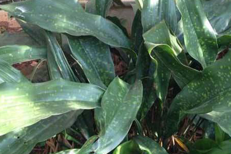 怎么养殖一叶兰