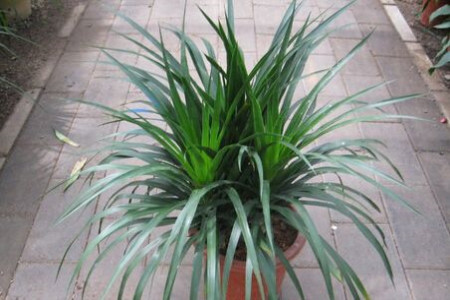 龙血树怎么过冬