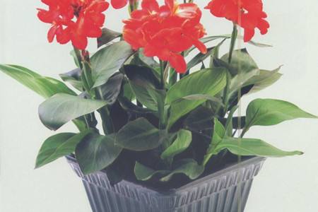 美人蕉怎么过冬