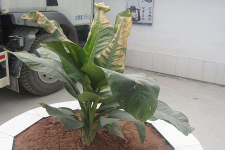 美人蕉怎么过冬