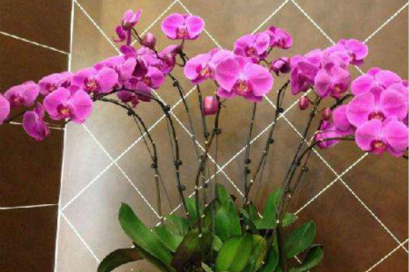 蝴蝶兰怎么过冬