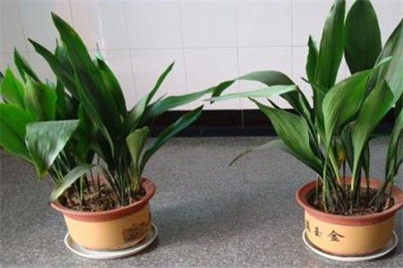 一叶兰怎么换盆