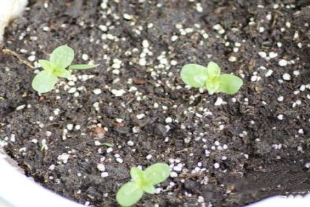 满天星怎么种植