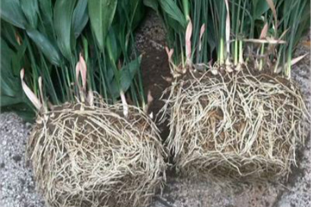 一叶兰怎么换盆