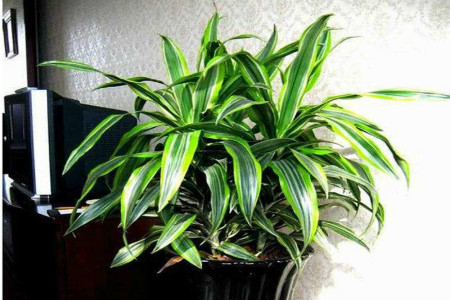 龙舌兰怎么过冬