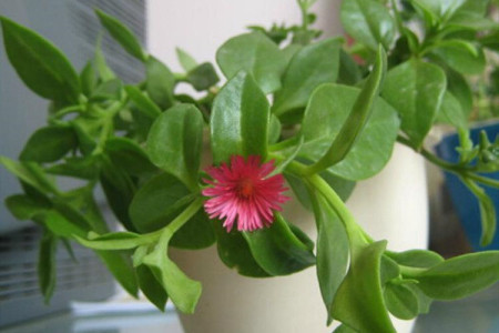 牡丹吊兰怎么过冬