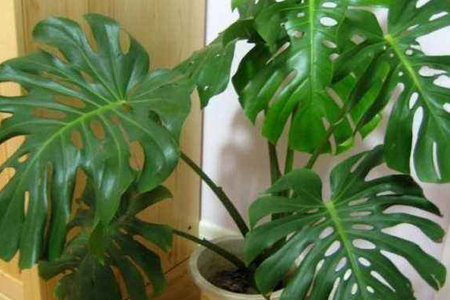 龟背竹怎么过冬