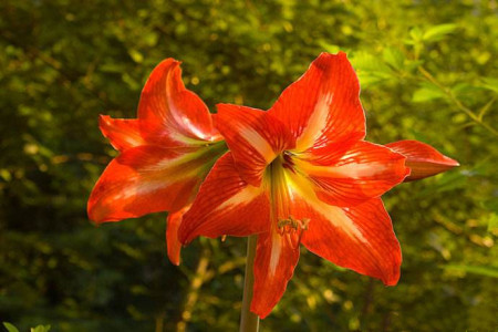 朱顶红的家庭养殖办法