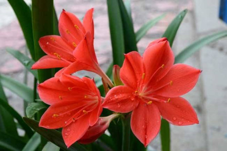 朱顶红的家庭养殖办法