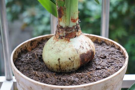 朱顶红的家庭养殖办法