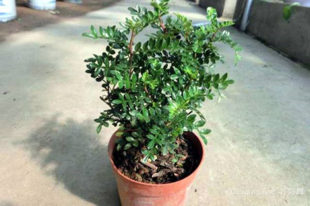 清香木的养殖办法