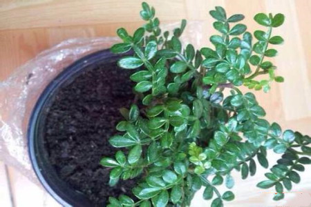 清香木的养殖办法