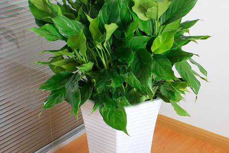 万年青怎么过冬