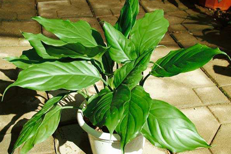 万年青怎么过冬