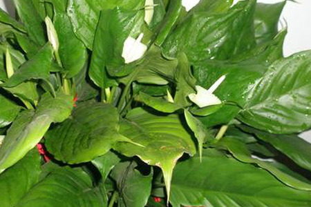 万年青怎么过冬