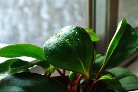 豆瓣绿叶子发黄解决办法