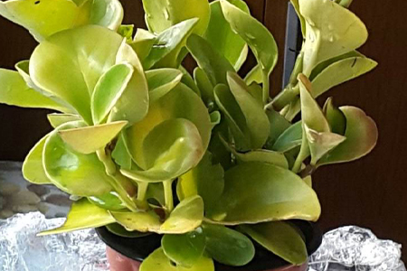 豆瓣绿叶子发黄解决办法