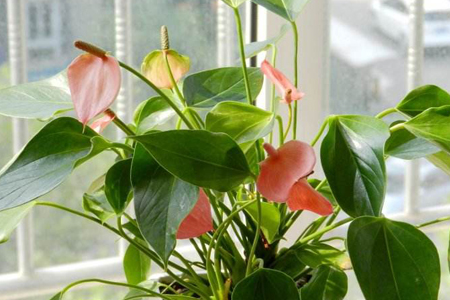 红掌怎么过冬