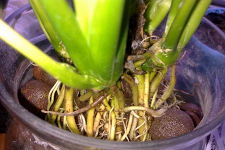 白掌的养殖办法