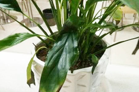 白掌的养殖办法和注意些什么