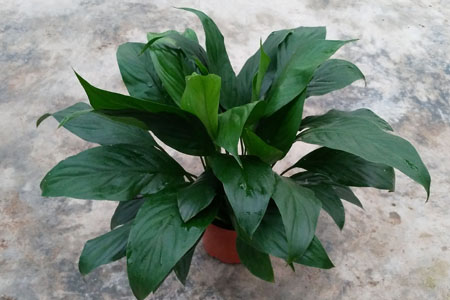 白掌的养殖办法和注意些什么