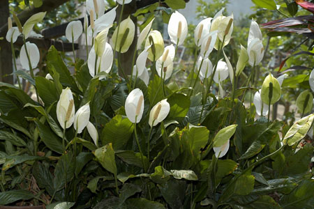 白掌的养殖办法和注意些什么