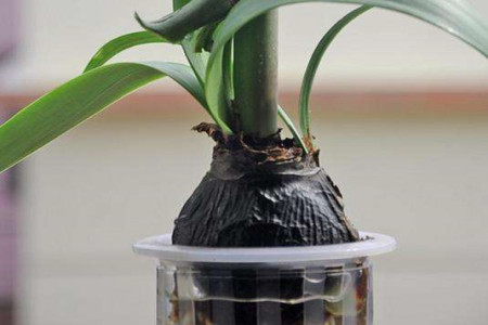 朱顶红可以水培吗