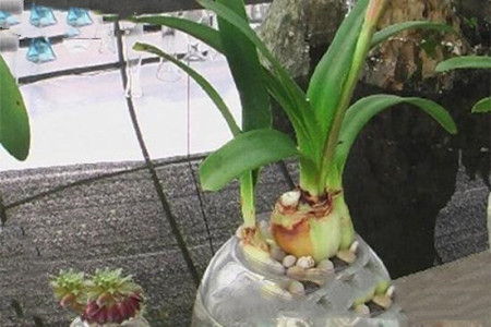 朱顶红可以水培吗